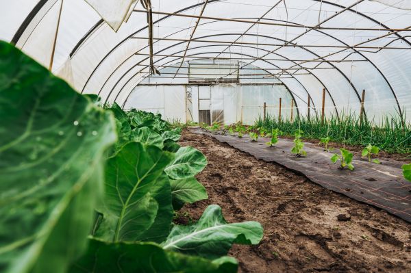 Greenhouse Demolition in Moses Lake